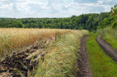Bir yaz gününde buğday tarlası