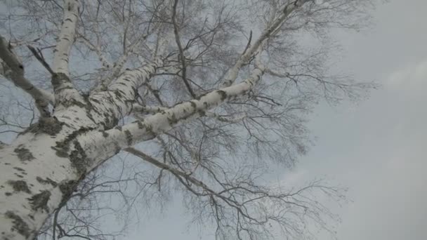 Low Angle Footage Birch Tree — Stock video