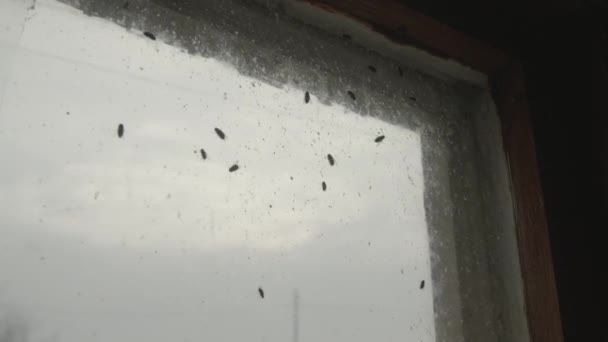Verdrecktes Fenster Mit Fliegenhaufen — Stockvideo