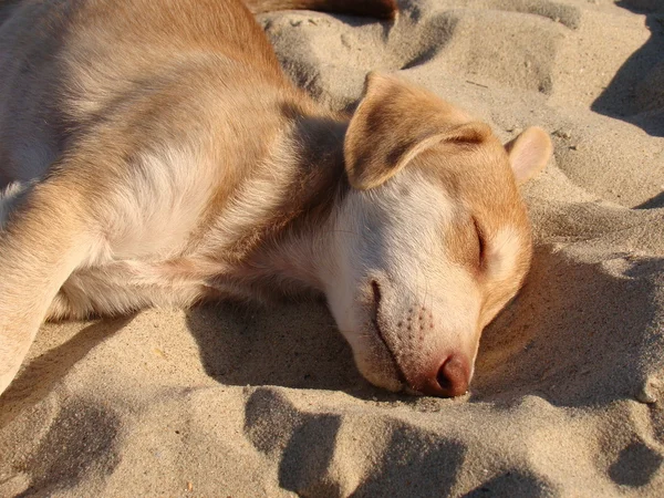 Ένα κουτάβι που κοιμάται στην άμμο — Φωτογραφία Αρχείου