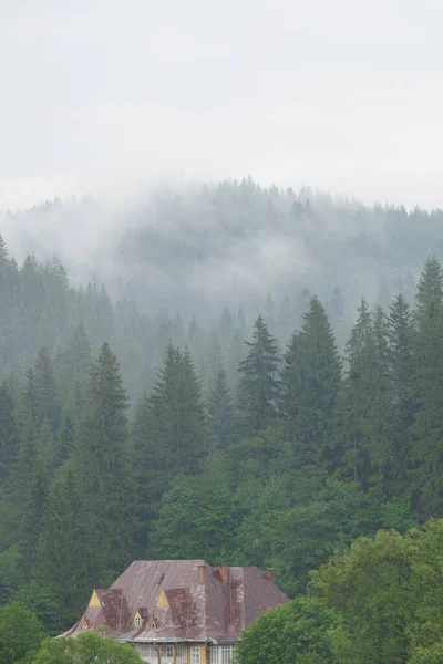 Orman Sisli Bir Sabah Vadisi Ağaçların Üstünde Sis Olan Dağlar — Stok fotoğraf
