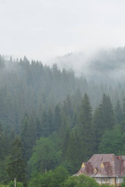 Orman ve sisli bir sabah vadisi. Ağaçların üstünde sis olan dağlar. Karpatlar 'da. Dağlardaki mistik kozalaklı orman. Yüksek kalite fotoğraf