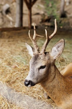 Hayvanat bahçesinde genç bir geyik. Doğa ve hayvan koruma kavramı. Yüksek kalite fotoğraf