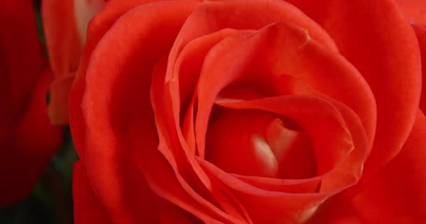 玫瑰特写。大花。精致的花瓣。嫩芽. — 图库视频影像