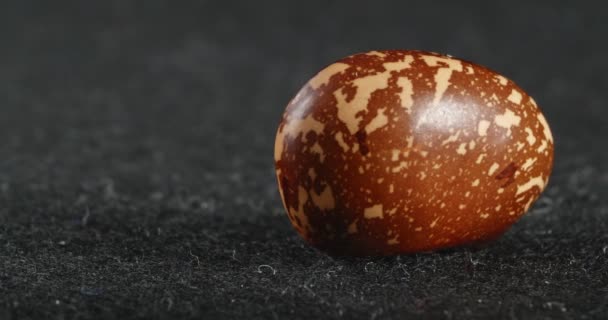 A textura do feijão marrom é close-up. Macro leguminosas. — Vídeo de Stock