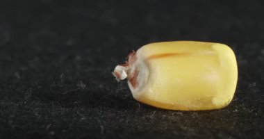 Mısır tanelerini yakından çek. Makro mısır meyvesi.