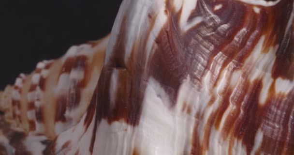 Makro povrch mořské skořápky. Detailní záběr objektu. — Stock video
