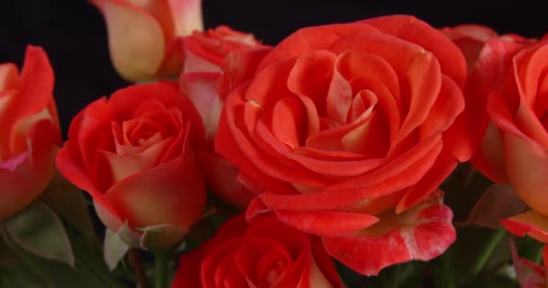 Rózsák közelről. Makró virágok. Finom szirmok. Fényes csokor. — Stock videók