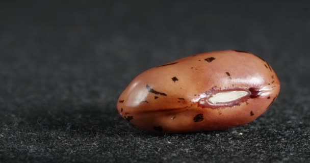 A textura do feijão marrom close-up. Macro leguminosas. — Vídeo de Stock