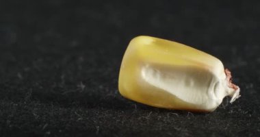 Makro mısır taneleri. Mısır tohumunun dokusu çok yakın..