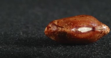 Kahverengi fasulyenin dokusunu yakından çek. Makro baklagiller.