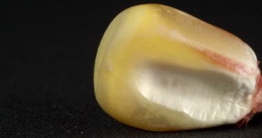 Makro mısır taneleri. Mısır tohumunun dokusu çok yakın..