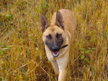 köpek, yol, yolculuk