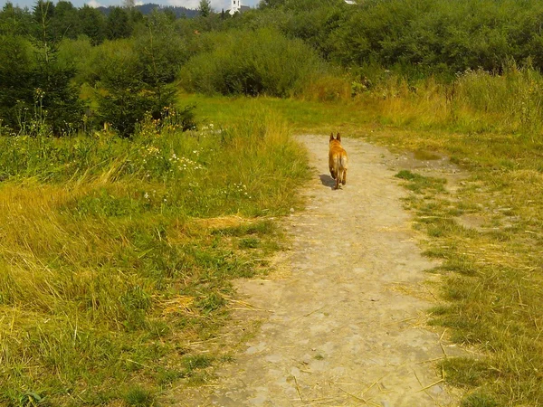 Hund, road, resa — Stockfoto