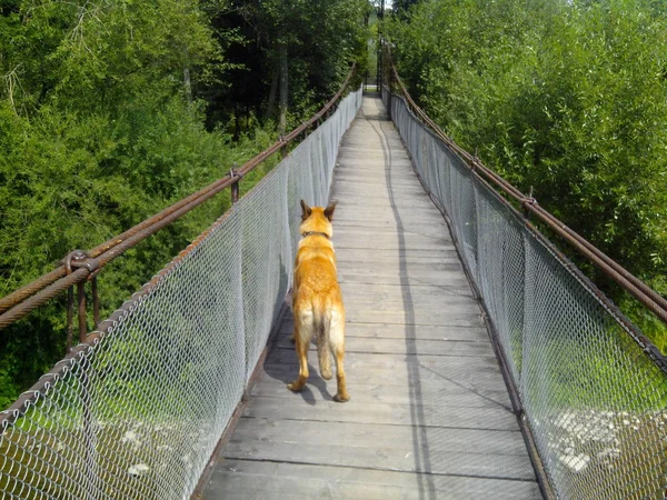 köpek, yol, yolculuk