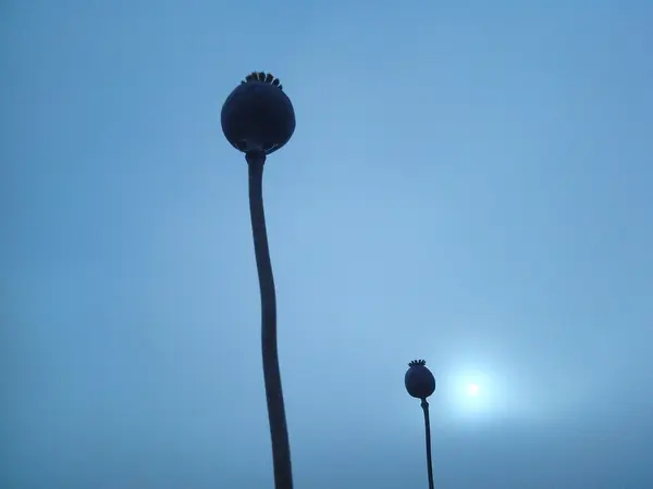 sabah Bahçe, sky, sun,