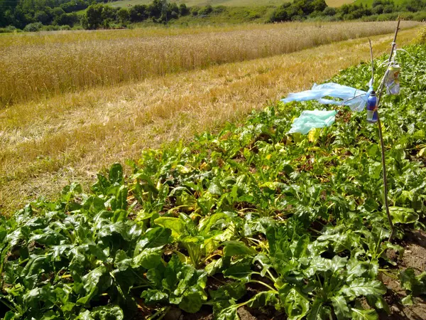 ağaç, ot, Hububat, ayçiçeği