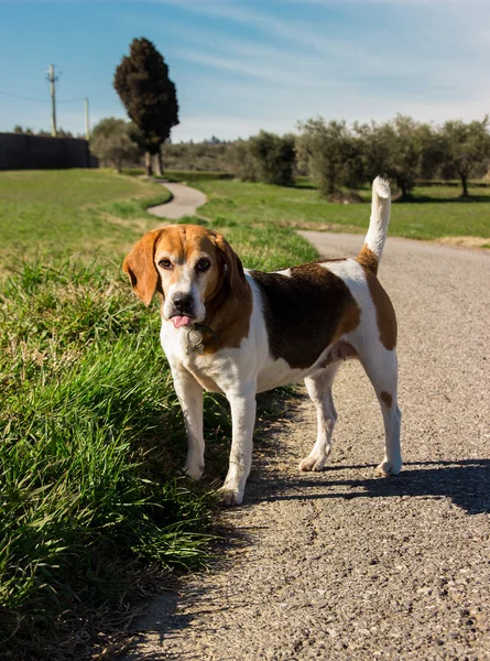 Beagle fuera de su lengua en un camino de campo —  Fotos de Stock