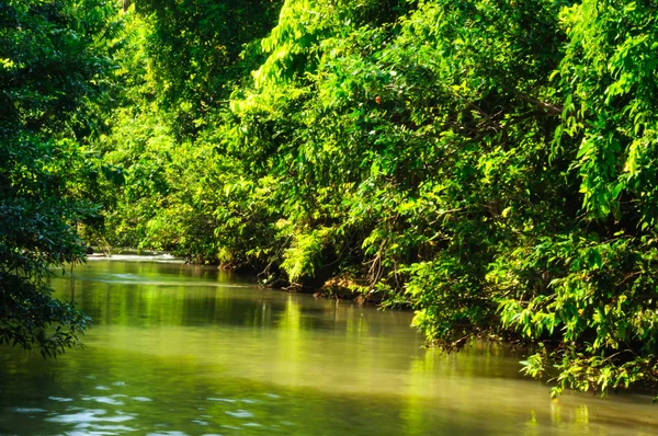 Floresta de mangue floresta tropical tópica para design de fundo Tailândia — Fotografia de Stock