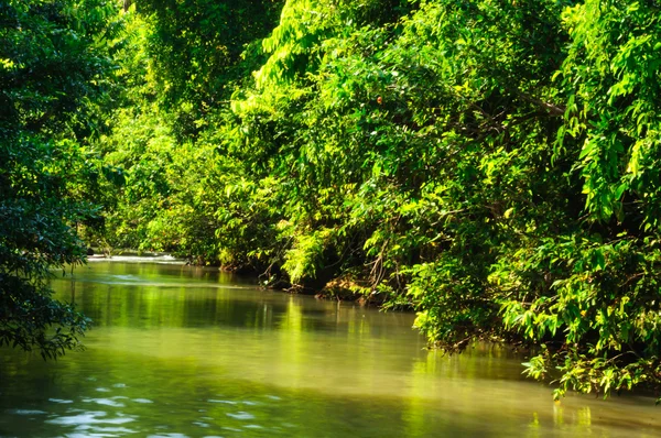 mangrov orman topikal rainforest için arka plan tasarımı Tayland
