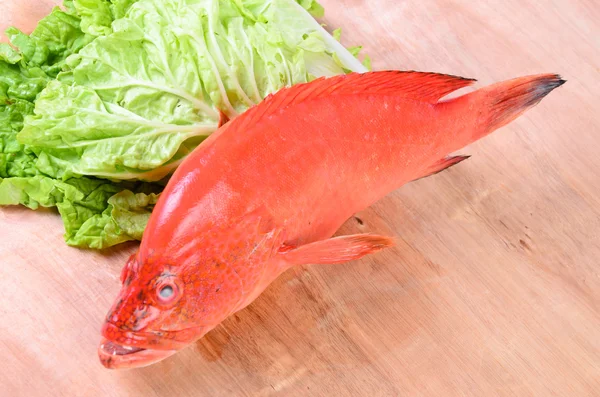 Rode vis op hout — Stockfoto