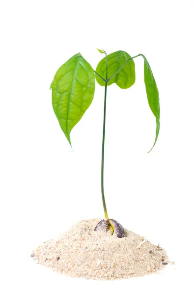 Verde pequeño árbol en el suelo sobre fondo blanco —  Fotos de Stock