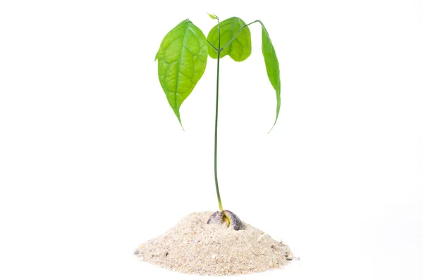 Verde pequeño árbol en el suelo sobre fondo blanco —  Fotos de Stock