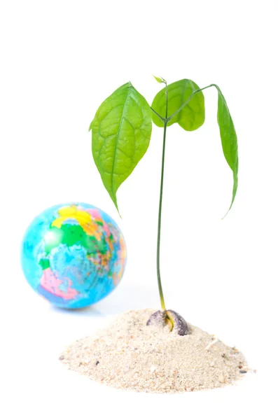 Verde pequeño árbol en el suelo sobre fondo blanco —  Fotos de Stock