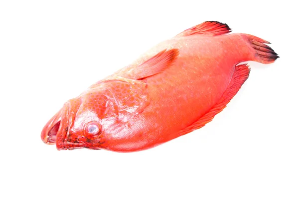 Rode vis op een witte achtergrond — Stockfoto