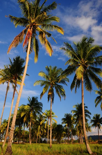 Coconut palmbomen in de buurt van de zee — Stockfoto