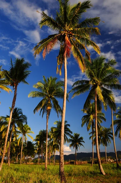 Coconut palmbomen in de buurt van de zee — Stockfoto