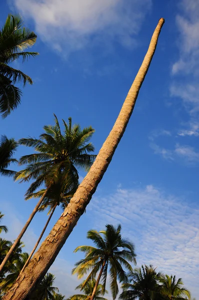 Coconut palmbomen in de buurt van de zee — Stockfoto