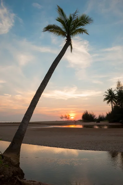 Palme am Strand — Stockfoto