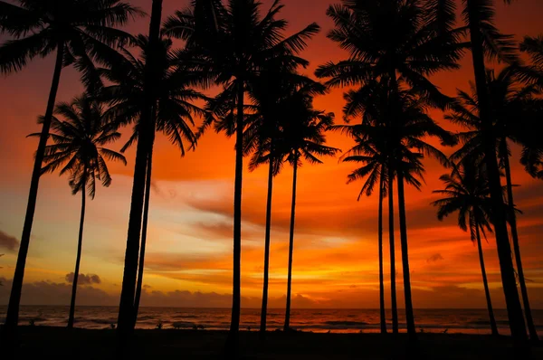 Zonsondergang aan het strand in de avond. — Stockfoto