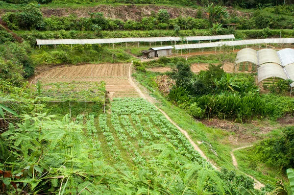 O campo de flores — Fotografia de Stock