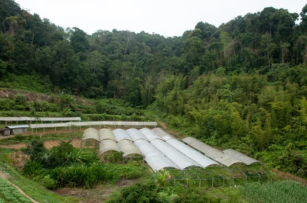 El campo de las flores —  Fotos de Stock