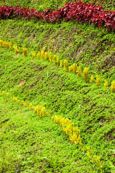 El campo de las flores —  Fotos de Stock