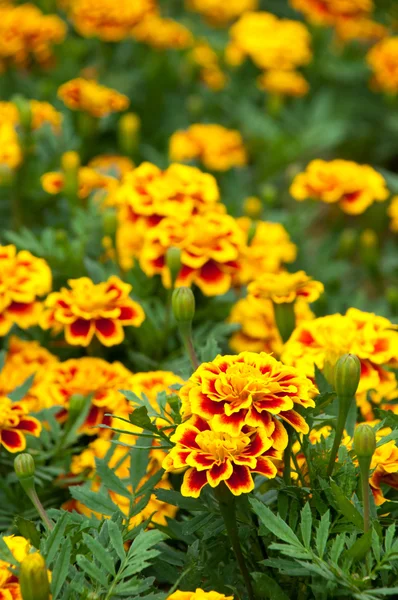 The field of flowers — Stock Photo, Image