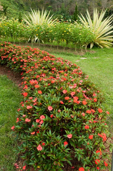 The field of flowers — Stock Photo, Image