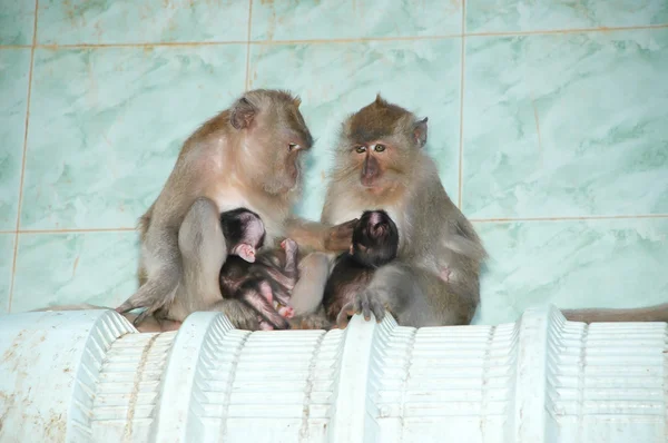 Mamma apan är amning — Stockfoto