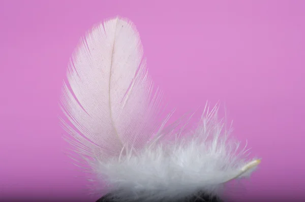 Flying gray feather — Stock Photo, Image