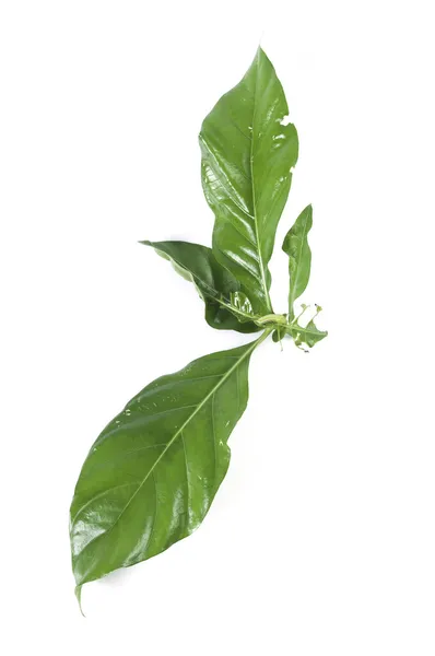 Noni on green leaf — Stock Photo, Image