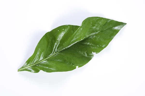 Noni on green leaf — Stock Photo, Image