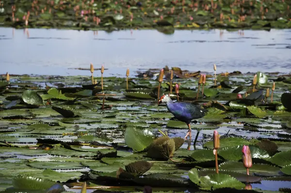 Birds living in the park — Stock Photo, Image