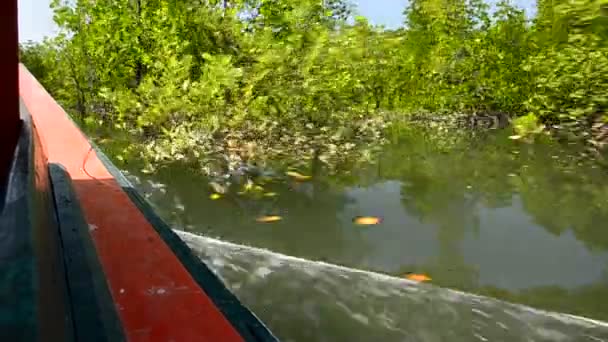 Explore o cruzeiro de mangue — Vídeo de Stock