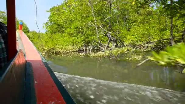 Fedezze fel a mangrove körutazás — Stock videók