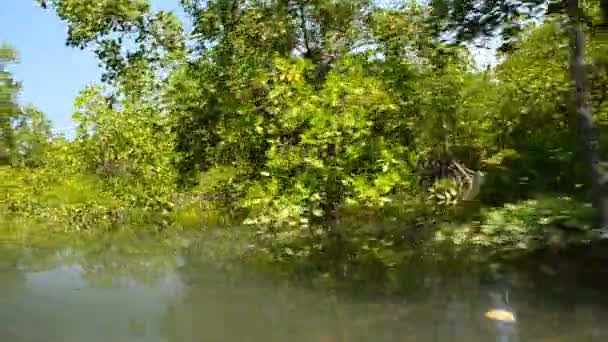 Explore o cruzeiro de mangue — Vídeo de Stock