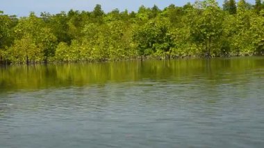 mangrov cruise keşfedin