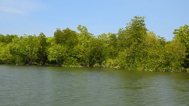 Prozkoumat mangrovové plavba — Stock video