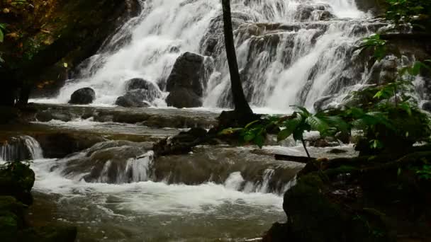 Deep forest waterfall — Stock Video